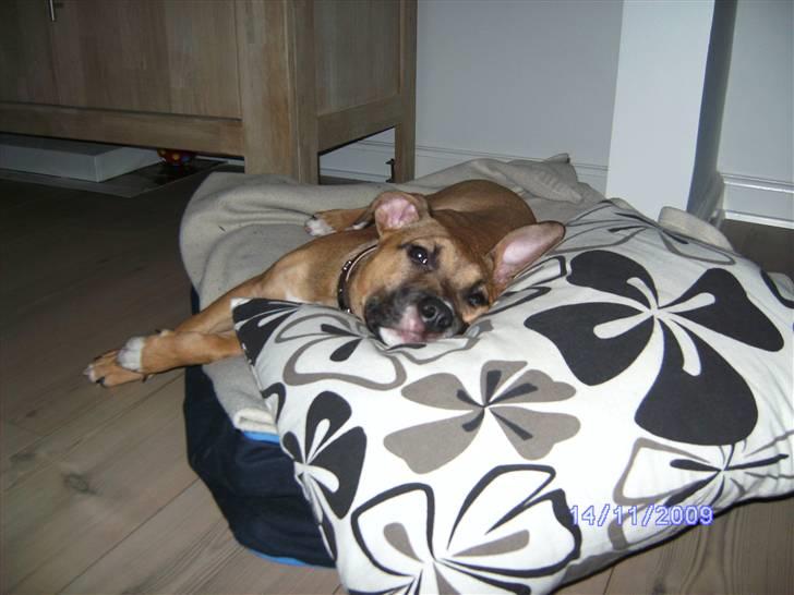 Amerikansk staffordshire terrier Pentagons Dixie Doll - Men det er osse rart når en af puderne fra sofaen ryger ned billede 9