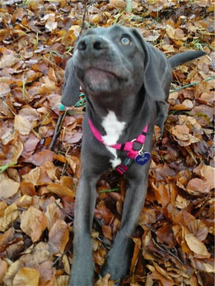 Blanding af racer Lukka billede 10