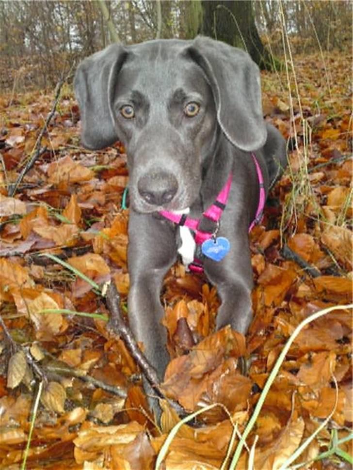 Blanding af racer Lukka billede 11