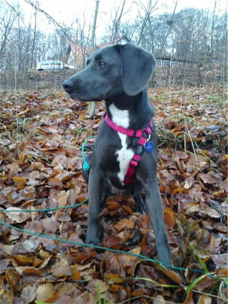 Blanding af racer Lukka billede 12