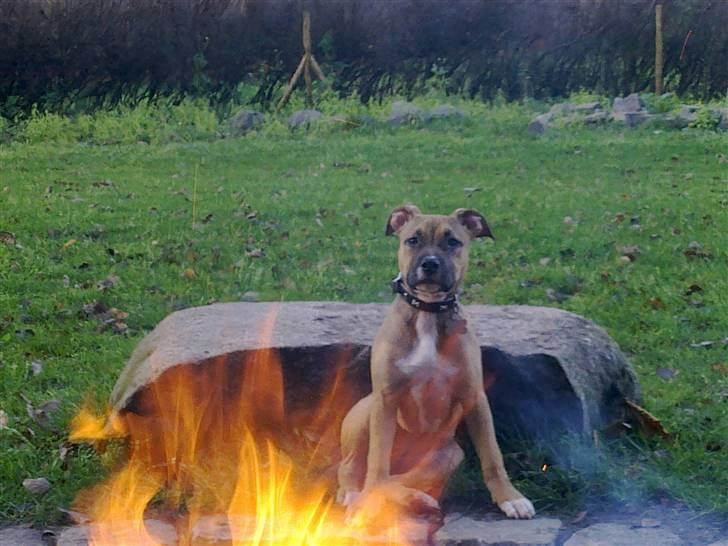 Amerikansk staffordshire terrier Pentagons Dixie Doll - Hygge ved bålet billede 10