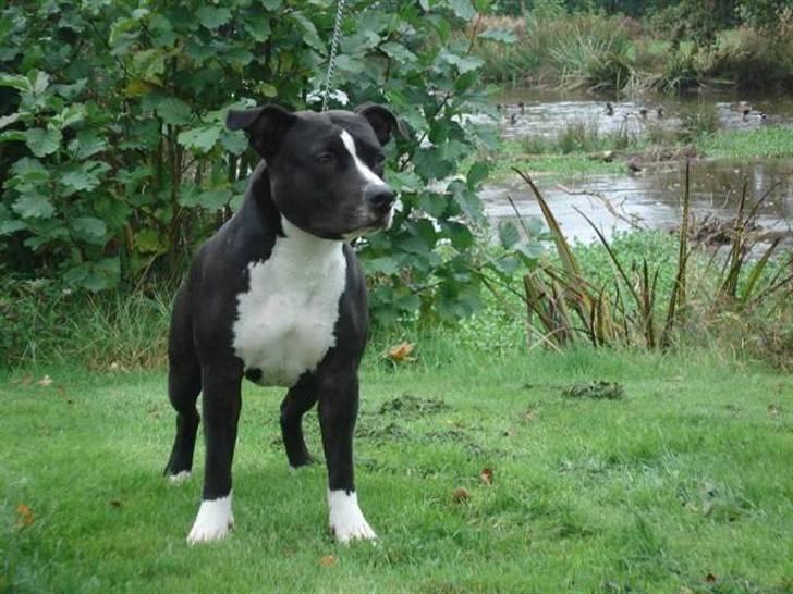 Amerikansk staffordshire terrier Pentagons Dixie Doll - Mor(Georgia) billede 12