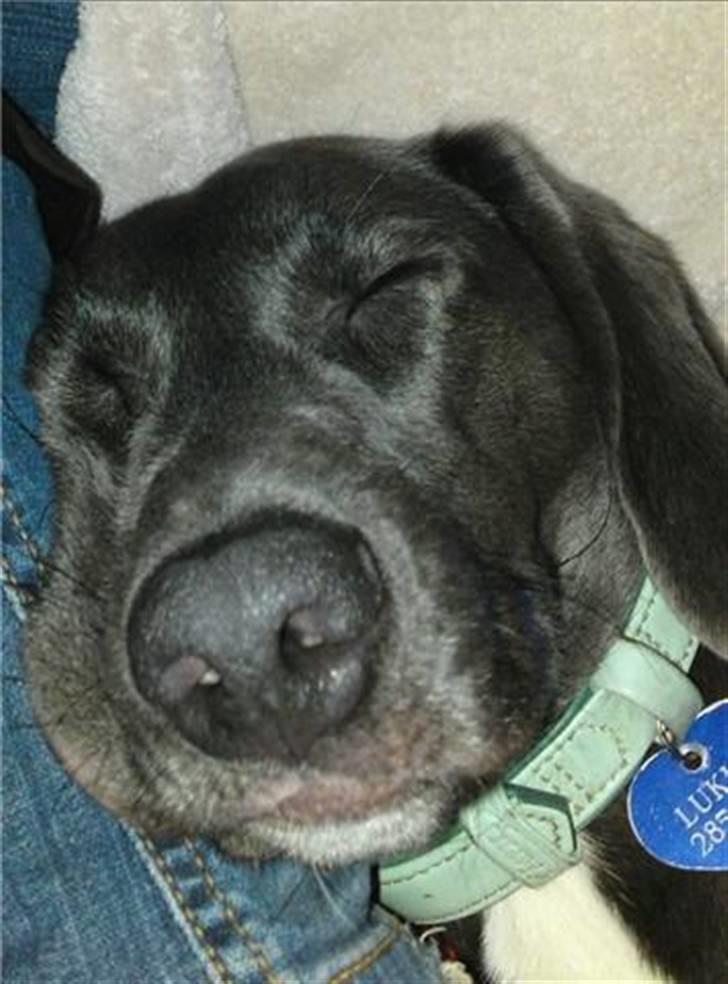 Blanding af racer Lukka billede 13