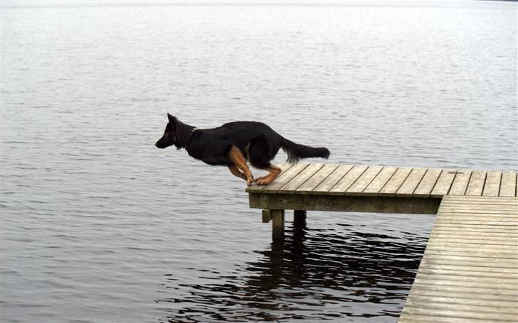 Schæferhund Creuf - Næsten 9md og frisk i vandet... billede 7