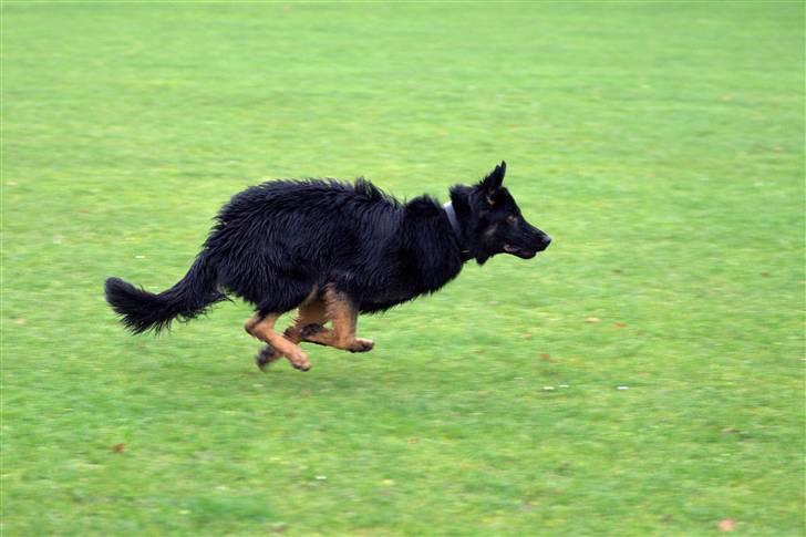 Schæferhund Creuf billede 8