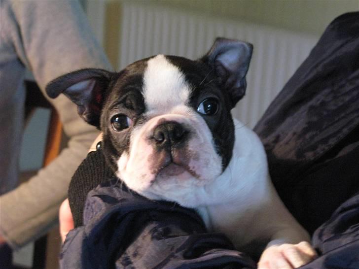 Boston terrier Cita billede 8