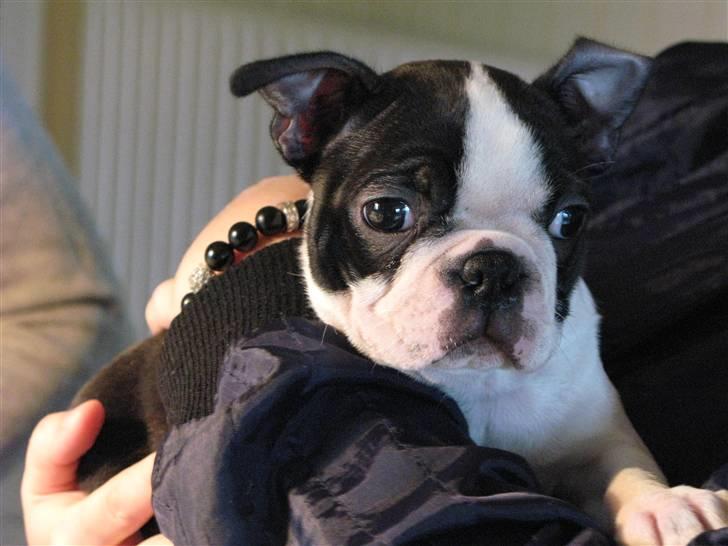 Boston terrier Cita billede 9