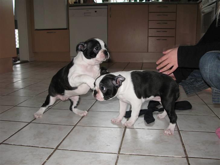 Boston terrier Cita billede 10