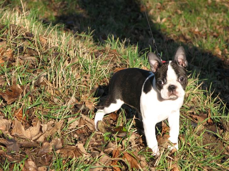 Boston terrier Cita billede 11