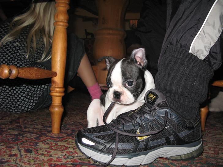 Boston terrier Cita billede 12