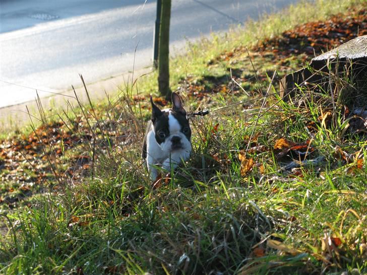 Boston terrier Cita billede 13