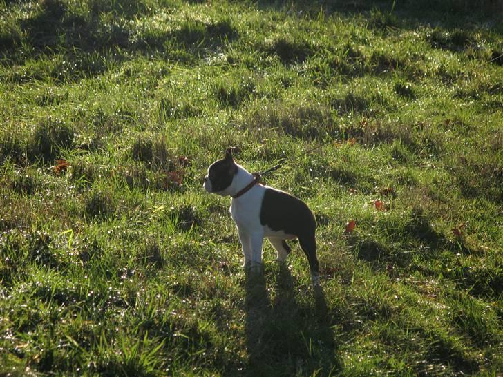 Boston terrier Cita billede 14