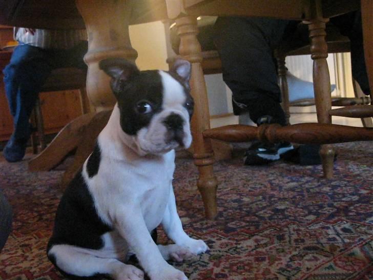 Boston terrier Cita billede 15