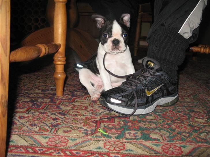 Boston terrier Cita billede 16
