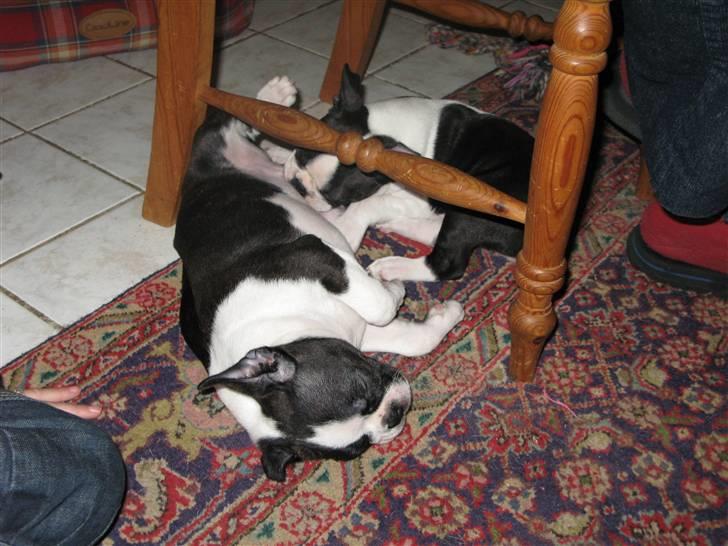 Boston terrier Cita billede 17