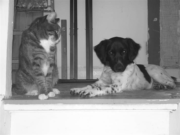 Stabijhoun Coco Chanel  - coco<33 billede 1