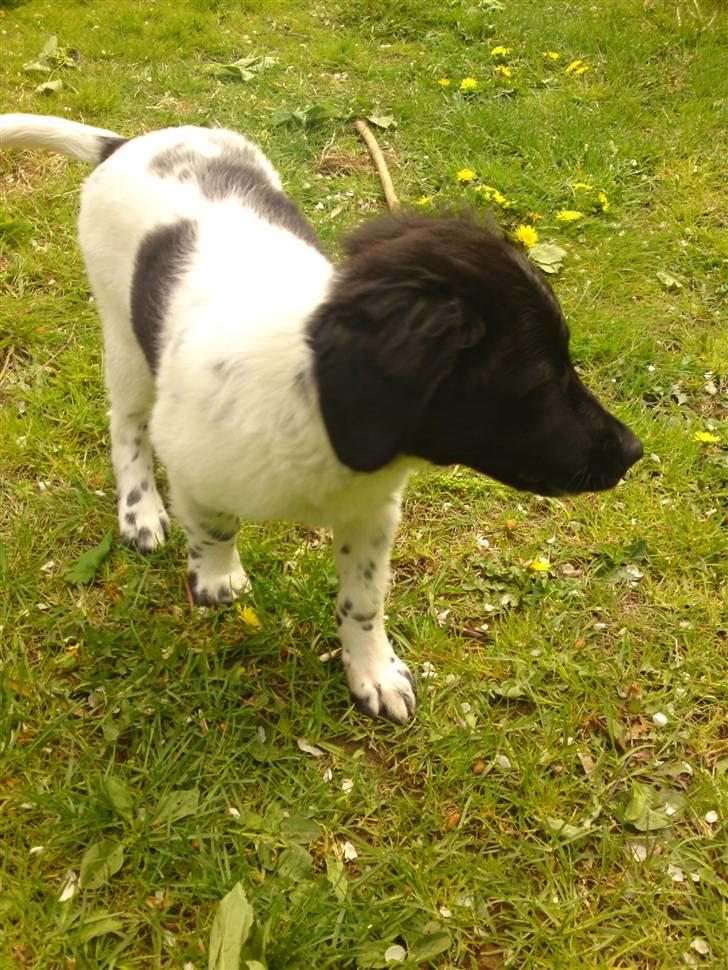 Stabijhoun Coco Chanel  billede 2