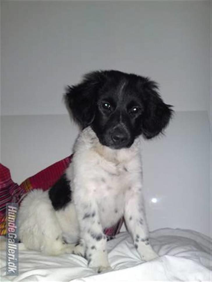 Stabijhoun Coco Chanel  billede 3