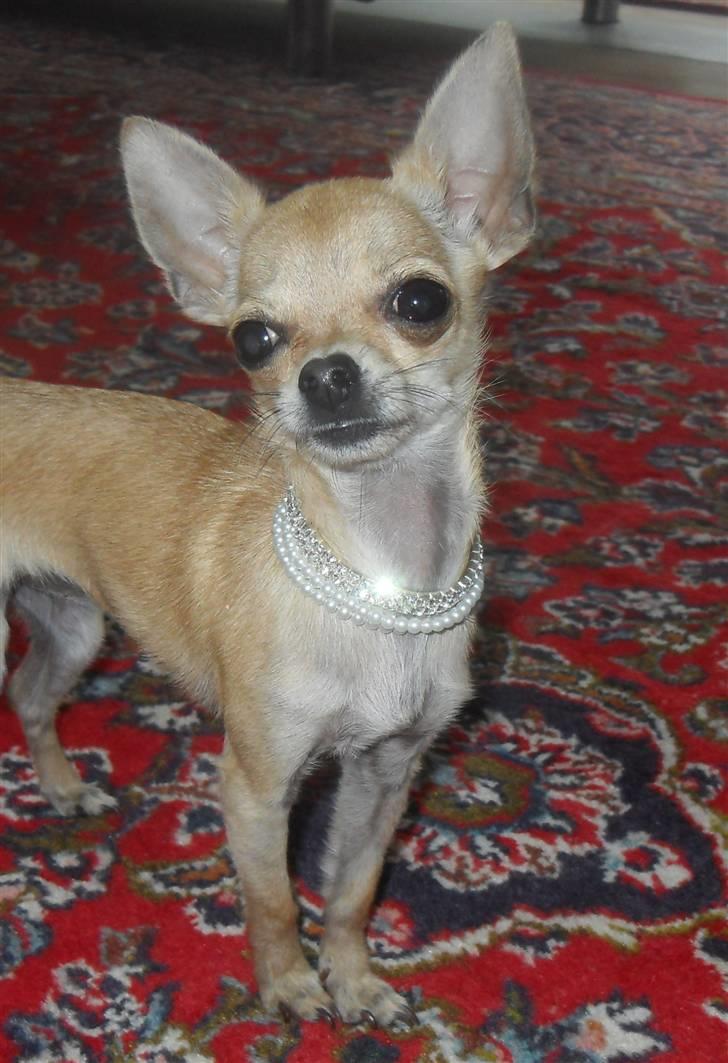 Chihuahua | Lulubell a´diva deluxe - ! billede 13