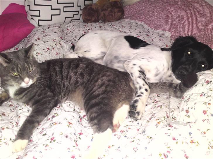 Stabijhoun Coco Chanel  billede 4