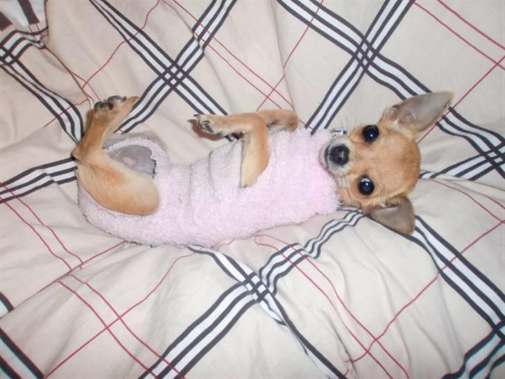 Chihuahua | Lulubell a´diva deluxe billede 15