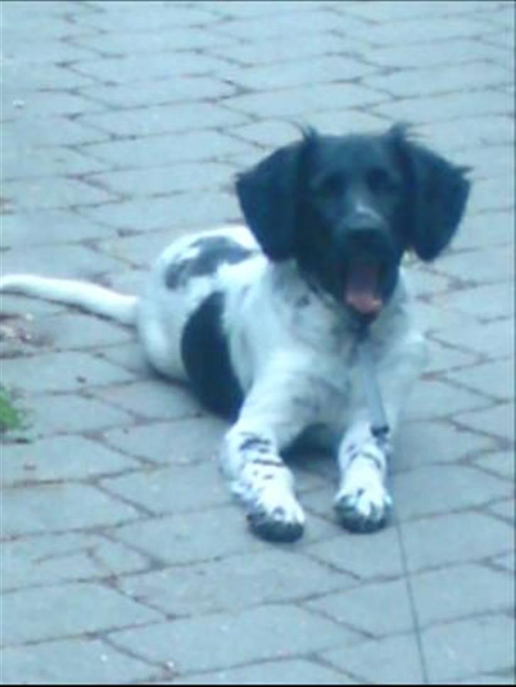 Stabijhoun Coco Chanel  billede 5