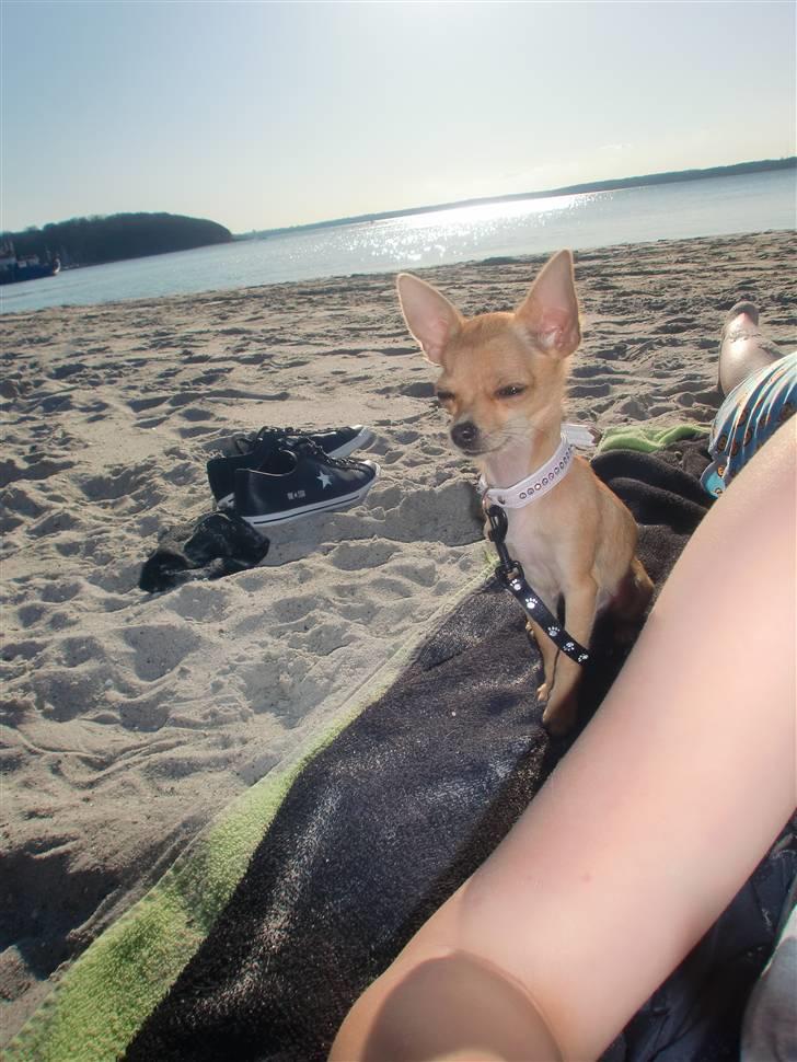 Chihuahua | Lulubell a´diva deluxe billede 16