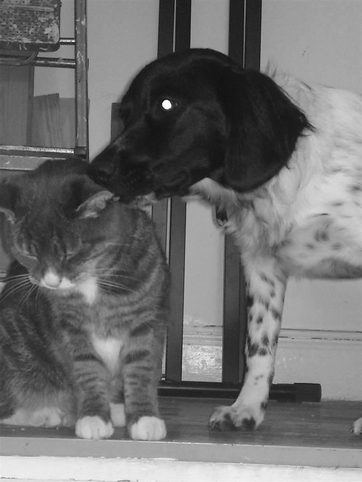 Stabijhoun Coco Chanel  billede 6