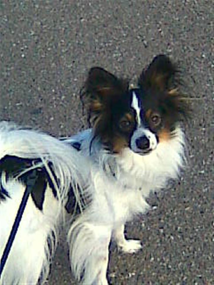 Papillon Taco billede 16