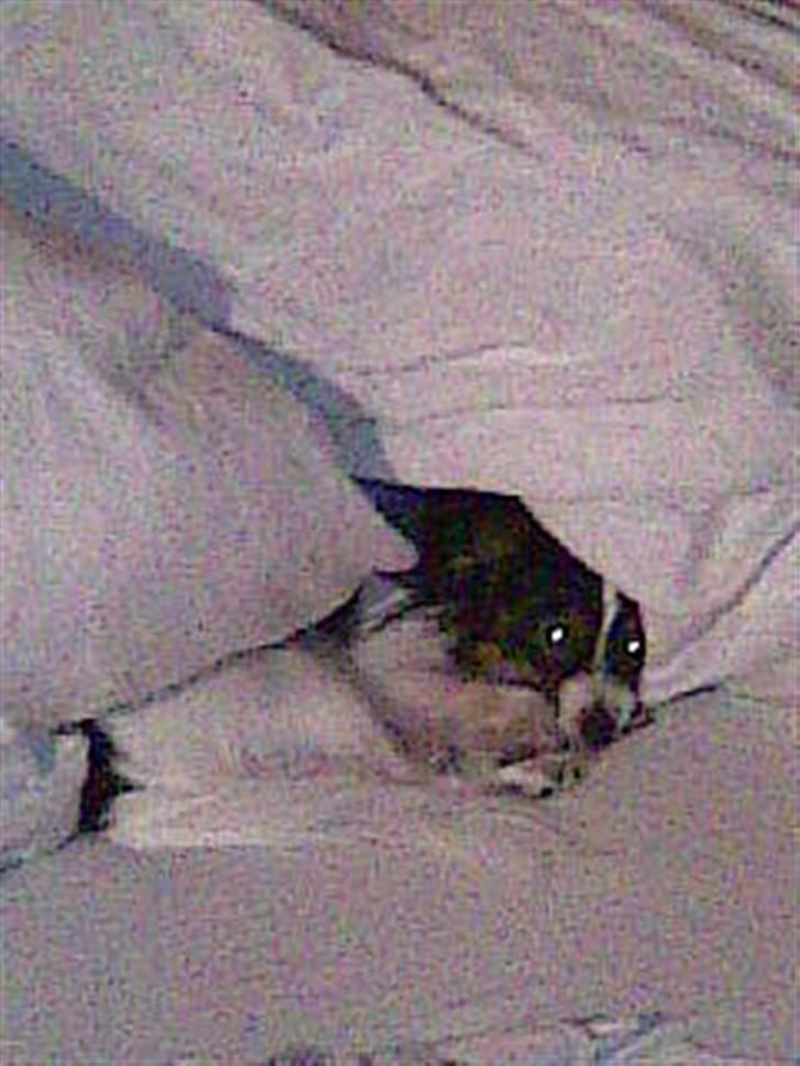 Papillon Taco - jeg vil ikke stå op billede 18