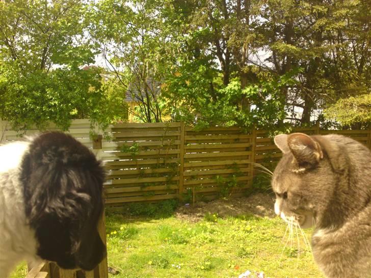 Stabijhoun Coco Chanel  billede 7