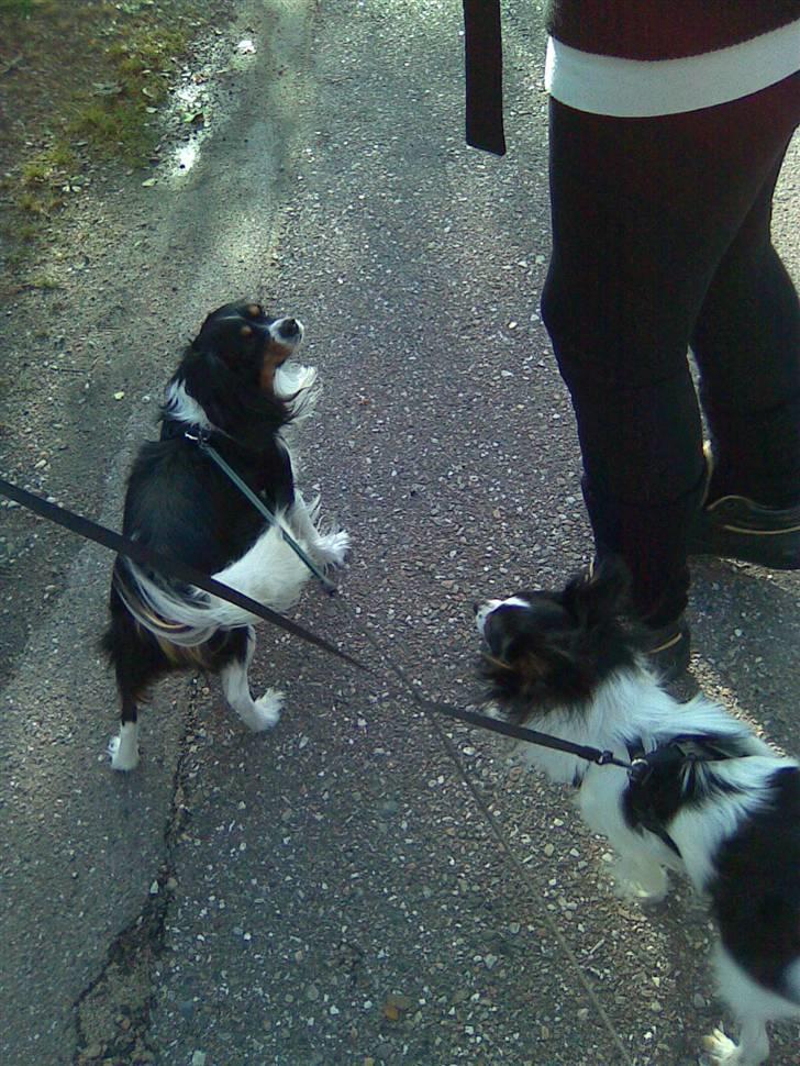 Papillon Taco billede 19