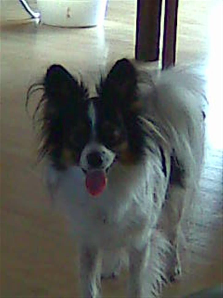 Papillon Taco billede 20