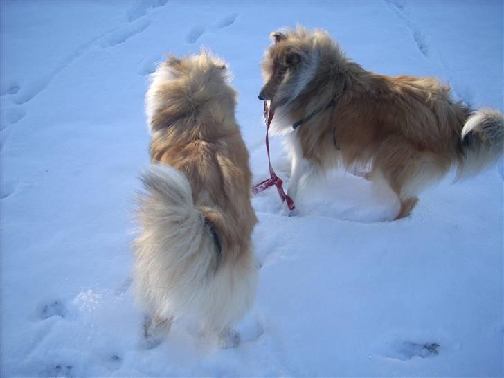 Collie langhåret Tvingsfields Sweet Penelope - fjolle-lope (: billede 10