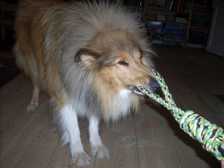 Collie langhåret Tvingsfields Sweet Penelope billede 11