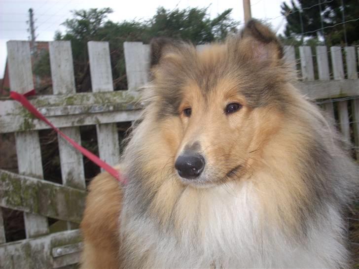 Collie langhåret Tvingsfields Sweet Penelope billede 12