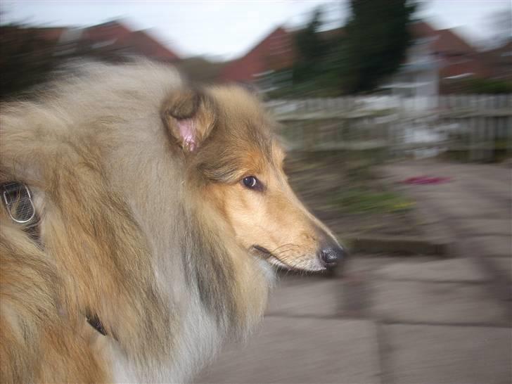Collie langhåret Tvingsfields Sweet Penelope billede 13
