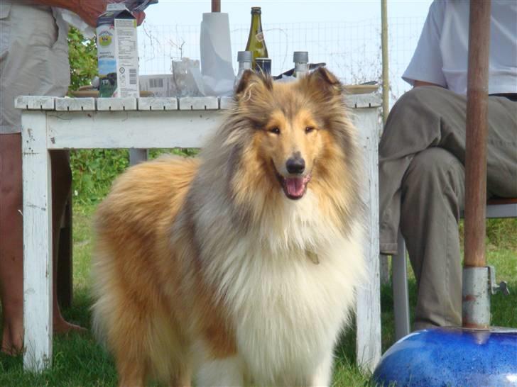 Collie langhåret Tvingsfields Sweet Penelope billede 14