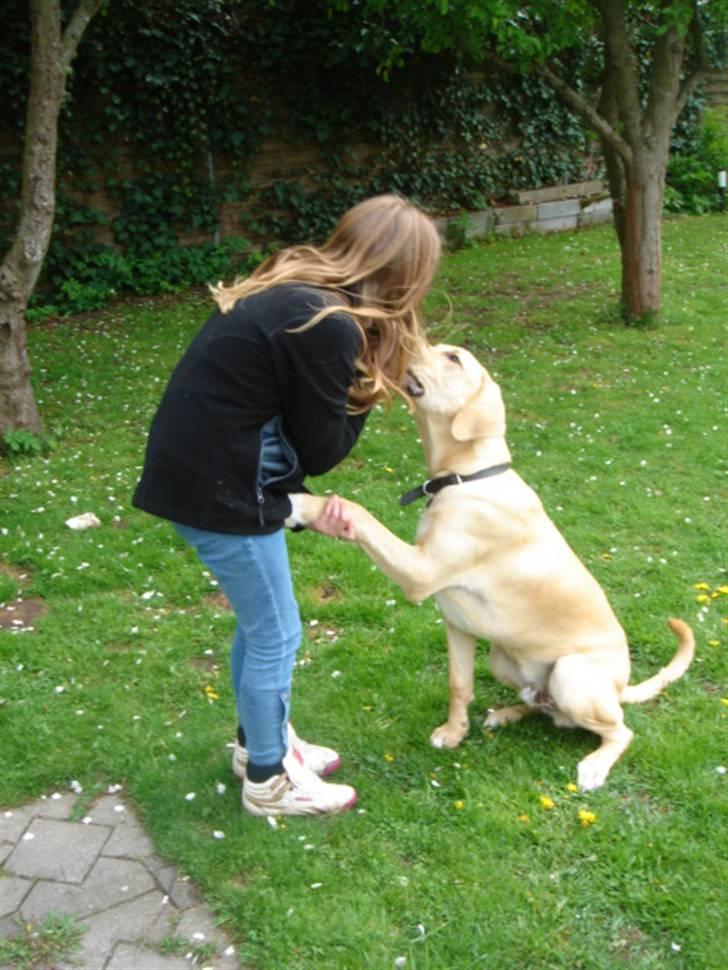 Broholmer Tjalfe.. - Folk siger at du er "bare en hund" men "bare en hund" er min bedsteven, "bare en hund" er der altid for mig, "bare en hund" dømmer mig aldrig, "bare en hund" betyder alt for mig.. billede 2