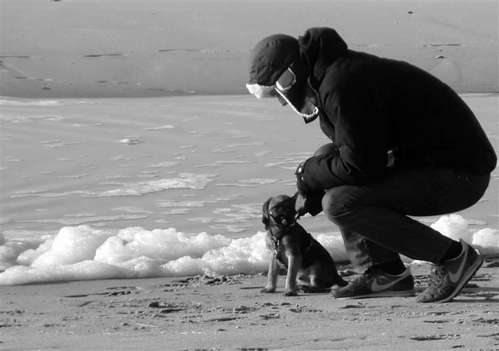 Border terrier Lutra´s Glenlivet (Coppi) billede 12