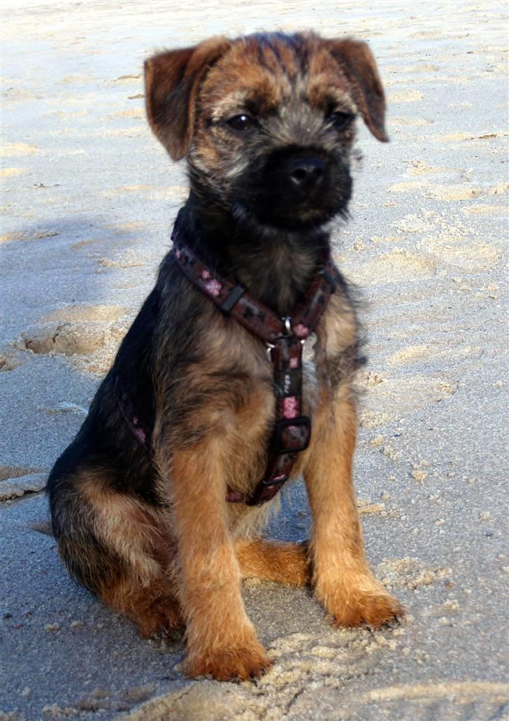 Border terrier Lutra´s Glenlivet (Coppi) billede 13