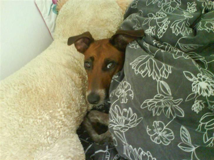 Dansk svensk gaardhund fifi (savnet) billede 1