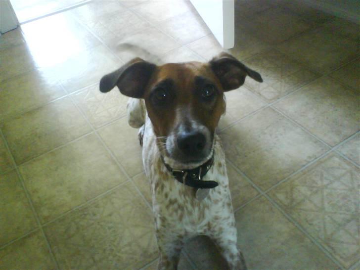 Dansk svensk gaardhund fifi (savnet) billede 2