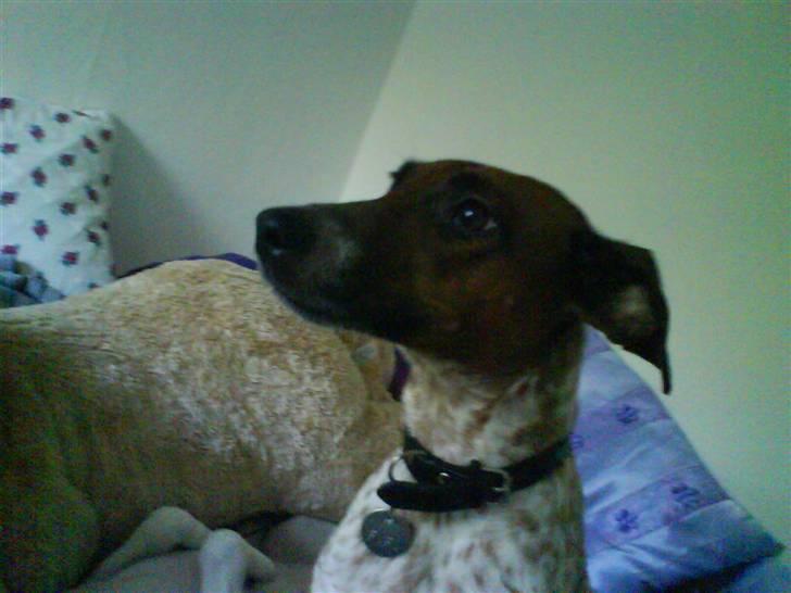 Dansk svensk gaardhund fifi (savnet) billede 3