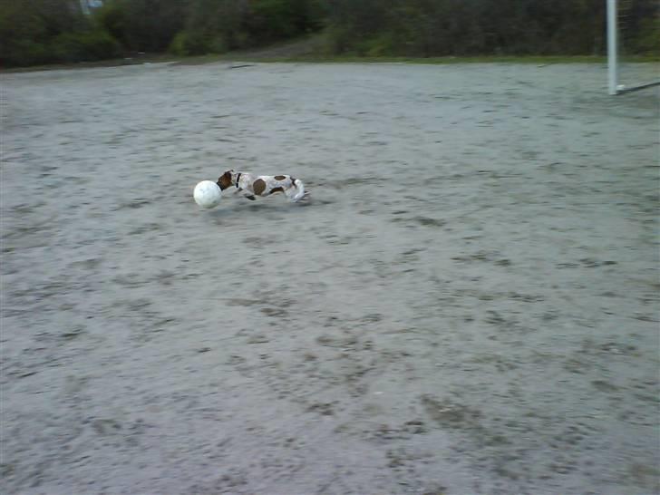 Dansk svensk gaardhund fifi (savnet) billede 4