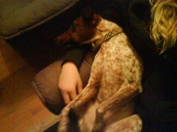 Dansk svensk gaardhund fifi (savnet) billede 5