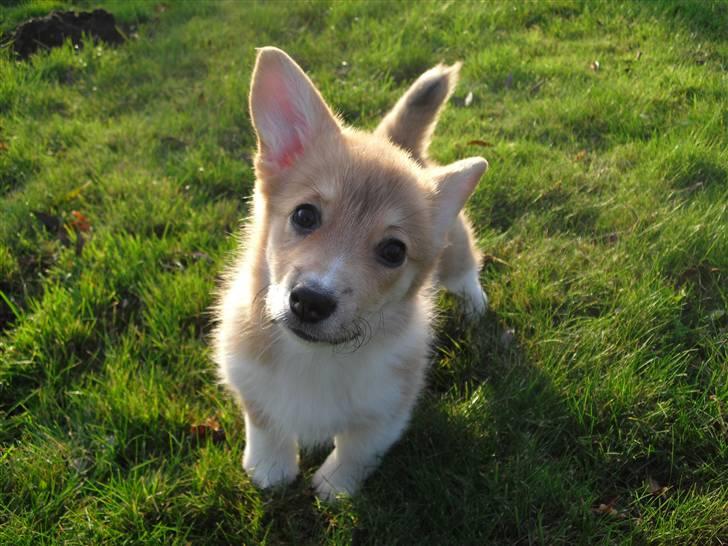 Welsh corgi pembroke Belle billede 11