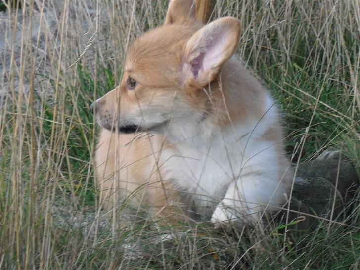 Welsh corgi pembroke Belle billede 12