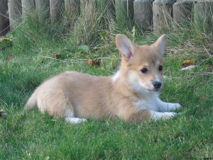 Welsh corgi pembroke Belle billede 13