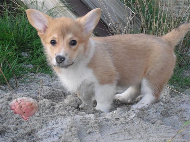 Welsh corgi pembroke Belle billede 14